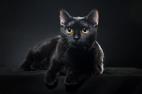 17 Facts About Cats Cat Breeds Bombay Cat Black Cat