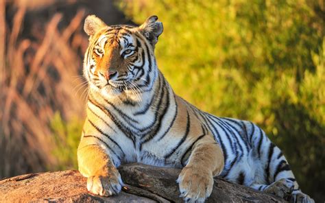 Adorable wallpapers > animal > tiger wallpapers desktop (53 wallpapers). Download Best Tiger Wallpapers HD Gallery