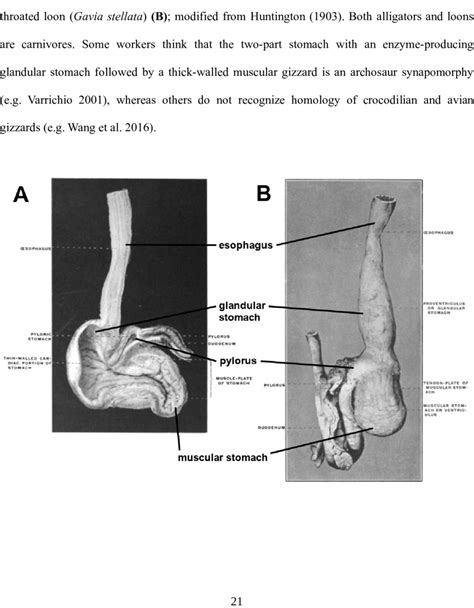 Stomach Anatomy Of The American Alligator Alligator Mississippiensis