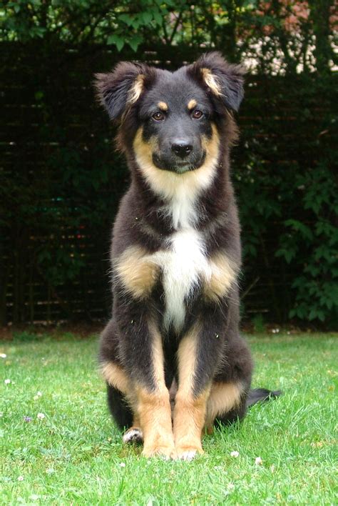 The australian shepherd dog is intelligent, active and totally gorgeous. Australian Shepherd - Hunderasse A - Hundeseite.de
