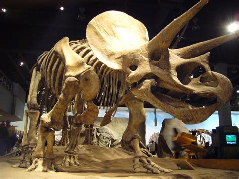 Most Popular Dinosaur Fossils Discovered Archeology
