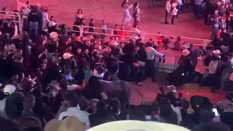 Touro Invade Arena De Rodeio Com P Blico Que Aguardava Show Da Ana