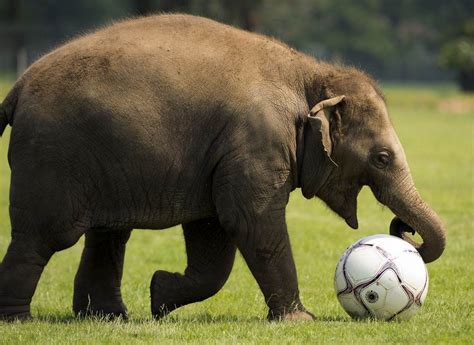 Maybe you would like to learn more about one of these? 20 Funny animals playing soccer/football (20 pics ...