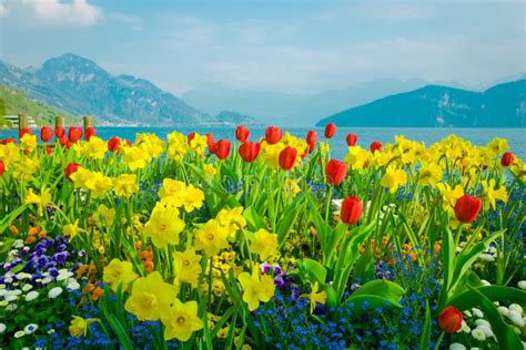 Beautiful Flowers Over Lake Lucerne And Mountains Background In