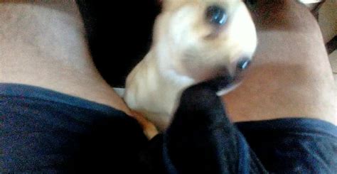 Chihuahua Gets Into My Boxers To Get Cock And Cum Zoo Tube 1