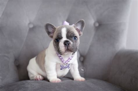 Check It Out Blue Fawn Pied Frenchie Puppy Blue Pied French Bulldog