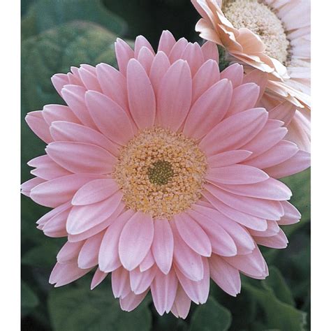 3 Quart Pink Pink Gerbera Daisy L22606 At