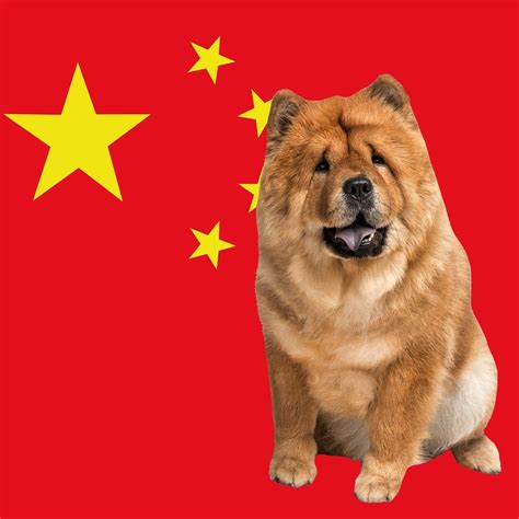 Russian Dog Breeds Japanese Dog Breeds Japanese Dogs Loyal Dog