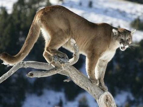 Cougars In The Wild In New York Not Yet State Says