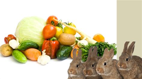 What To Feed Wild Rabbits In Winter Hoppy Buddies