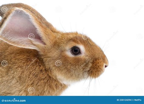 Rabbit Head Profile Over A White Background Stock Photo Image Of Furry Mammal
