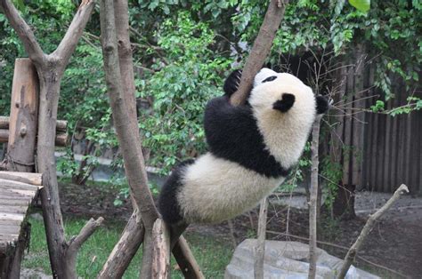 Half Day Chengdu Panda Breeding Center Tour Best Chengdu Panda Tour Package