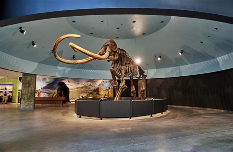 La Brea Tar Pits Mammoth Skele [IMAGE] | EurekAlert! Science News Releases