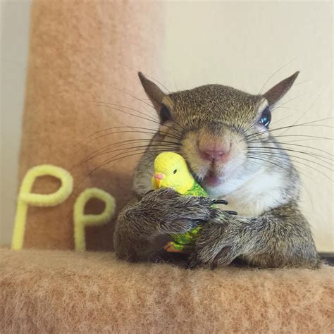 16 Adorable Pics Of Squirrel Who Is Rescued After