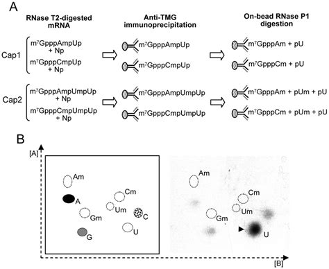 Evaluation Of A Cap 2 Modified Nucleotide In T Vaginalis Mrna By