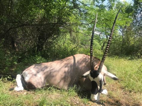 Gemsbok Hunts Hunt In Texas Gemsbok Hunts Hunting Packages Cotton