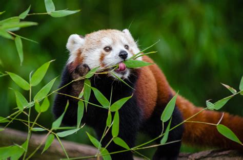 Red Pandas Eat Bamboo Just Like Pandas However Red Pandas Are Not