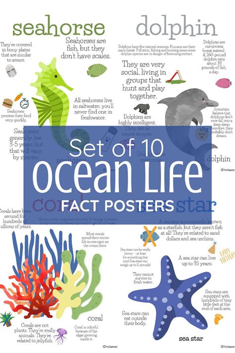 Ocean Animal Fact Posters Ocean Animals Ocean Plants Lesson Plans
