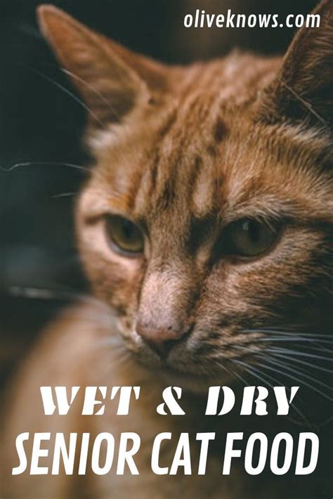 A Close Up Of A Cat With The Words Wet And Dry Senior Cat Food