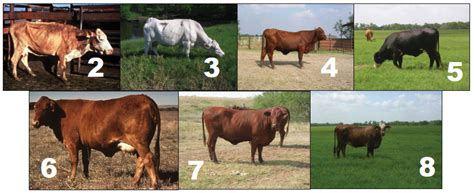 Here are 10 tips to brush up your cattle body. Some Thoughts on Body Condition Scoring of Cows - Animal ...