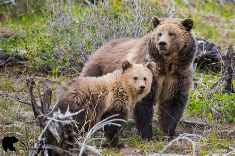 Additions To Bitterroot Grizzly Bear Recovery Area Recommended
