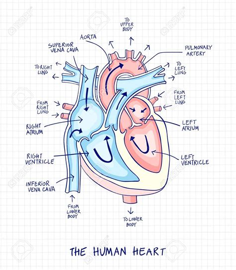 Heart Anatomy Drawing Human Heart Drawing Eye Anatomy Anatomy Art