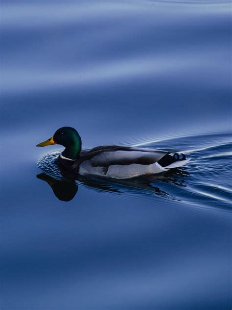 Duck On Blue Water Wallpaper Iphone Android And Desktop Backgrounds