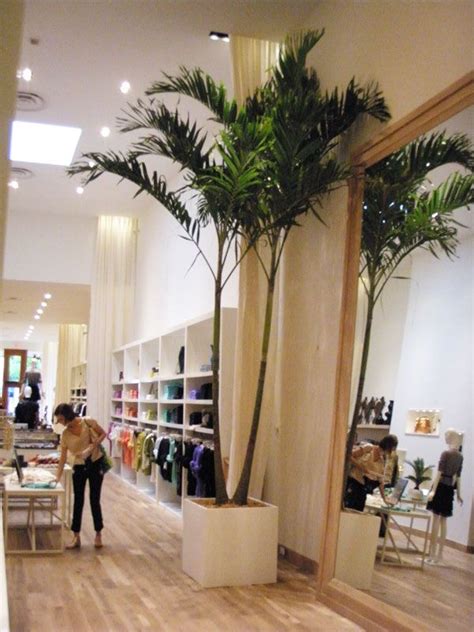 I love my indoor peach tree and maybe that's why i have been so successful at growing it. south beach miami palm tree rentals and installations ...