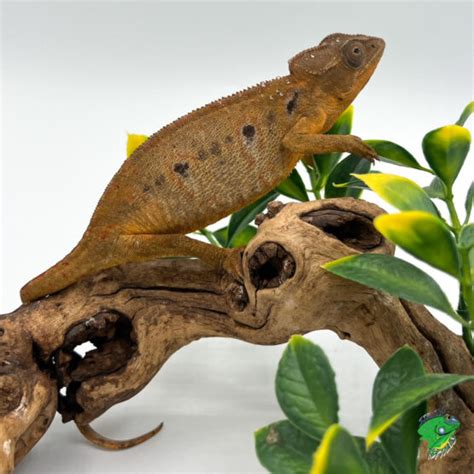 Jackson S Chameleon Juvenile To Adult Male Strictly Reptiles