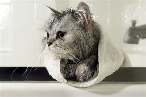 There's no harm in using a. How to Give a Bath to Your Cat Without All That Scratching ...