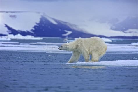 Urso Polar Branco No Gelo De Tração Com Selo Da Matança Da Neve O Esqueleto E Sangue De