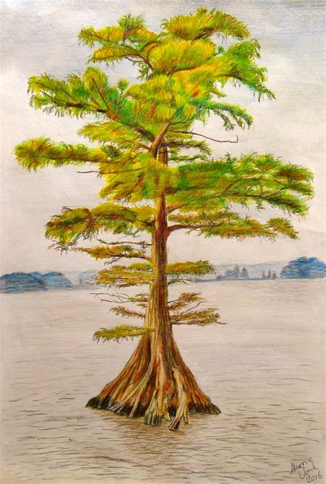 colored pencil drawing   cypress tree     colleague   cypress tree