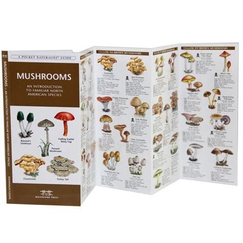 Michigan Wild Mushroom Identification Charts