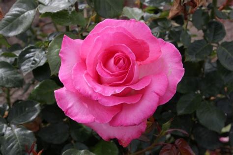 Esmeralda Hybrid Teas Old Garden Roses Rose Catalog Tasman Bay