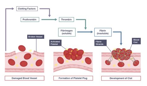 Blood Clotting Mechanism Diagram Photos