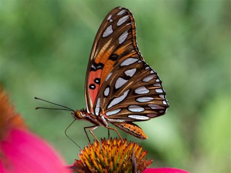 Gulf Fritillary Butterfly Fl Macro Wildlifephotography