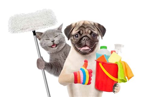 Natural And Safe Cleaning Hacks For Pet Parents The Dogington Post