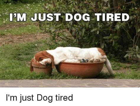 Sim Just Dog Tired Im Just Dog Tired Meme On Meme