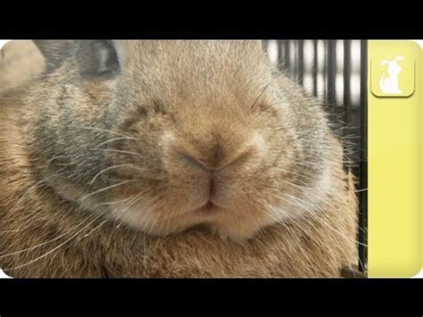 Twitches and spasms are most common in the thighs, calves, hands, arms, belly, ribcage, and the arches of your foot. Cute Bunny Nose Twitching - YouTube