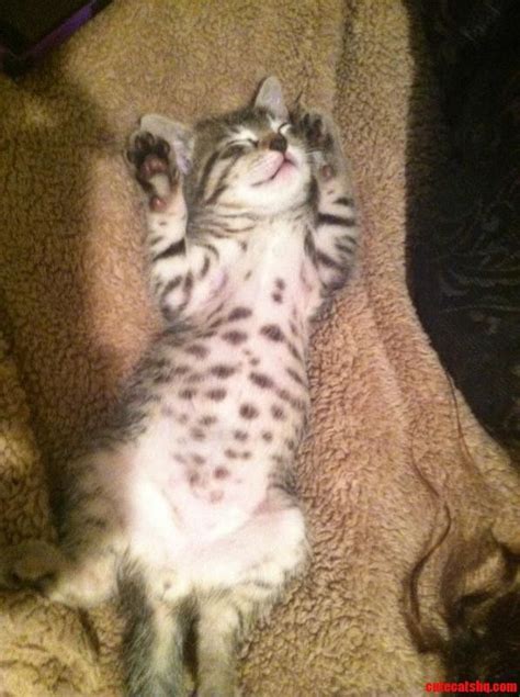 Cats With Spots On Belly Cat Meme Stock Pictures And Photos