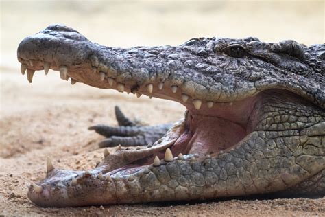 A Crying Human Baby Prompts Reactions From Crocodiles New Study Shows