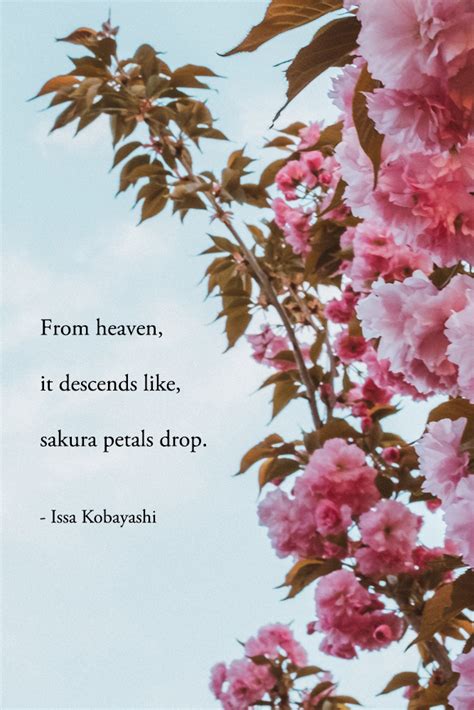 72 Cherry Blossom Quotes And Captions Laure Wanders