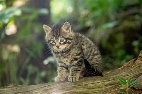 Little ‘fierce Wildcat Kittens Help Their Species Zooborns