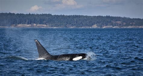Jaw Dropping Vancouver Island Whale Watching Traveling Islanders