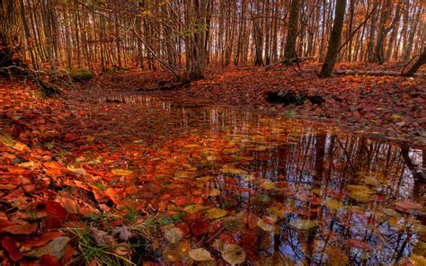 Swamp In The Forrest After Autumn Rain Hd Wallpaper ~ The Wallpaper