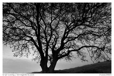 Black And White Images Of Trees 29 High Resolution