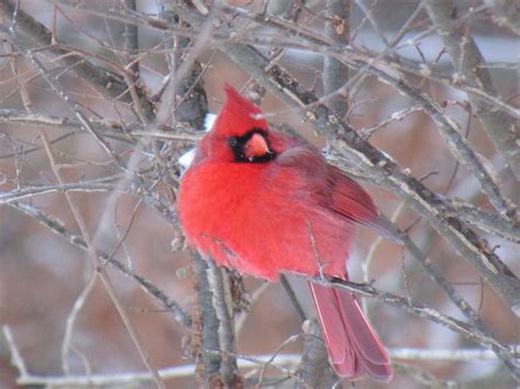 Cardinal Red Cardinal Bird On Bare Tree Branch During Daytime Animal