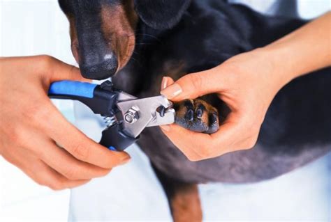 10 Best Dog Nail Clippers Reviews And Guideline For 2019 Dogclippersly