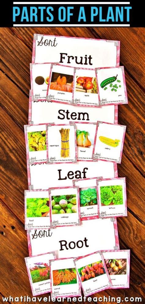 Well don't be surprise when you have your skin and hair with problems, you are. What Part of the Plant Do We Eat - Science Sort | Science ...