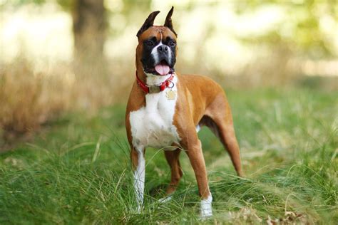 Elverişsiz Ilaç Al Rahatsızlık Dogs Similar To Boxers Artemis